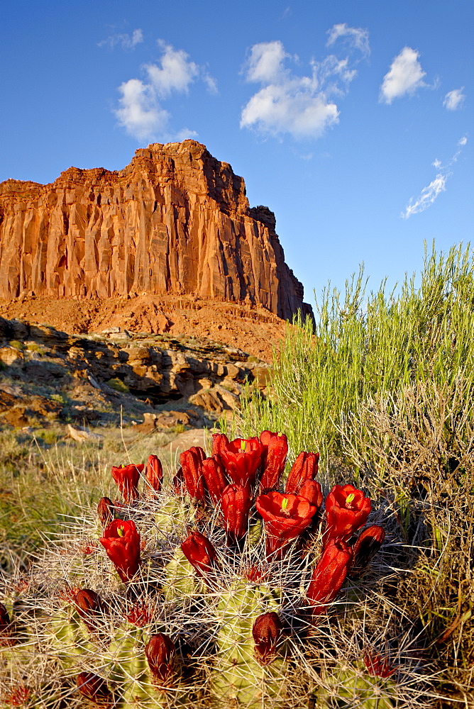 Claretcup cactus (Echinocereus triglochidiatus) and butte, Canyon Country, Utah, United States of America, North America