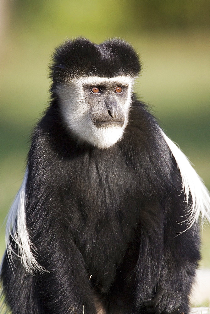 Black and white colobus monkey (Colobus guereza), Lake Naivasha, Kenya, East Africa, Africa