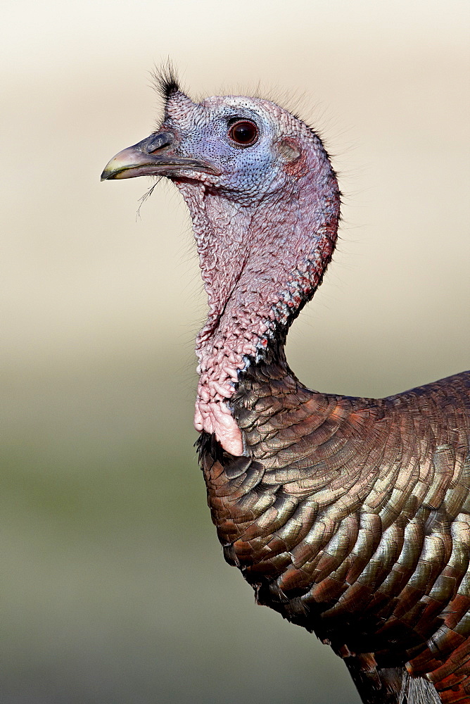 Wild turkey (Meleagris gallopavo) gobbler, Chiricahuas, Coronado National Forest, Arizona, United States of America, North America