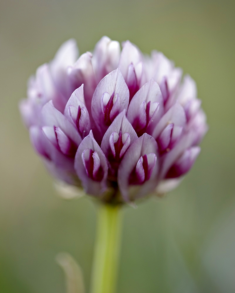 Alpine clover (Trifolium dasyphyllum), Mount Evans, Colorado, United States of America, North America