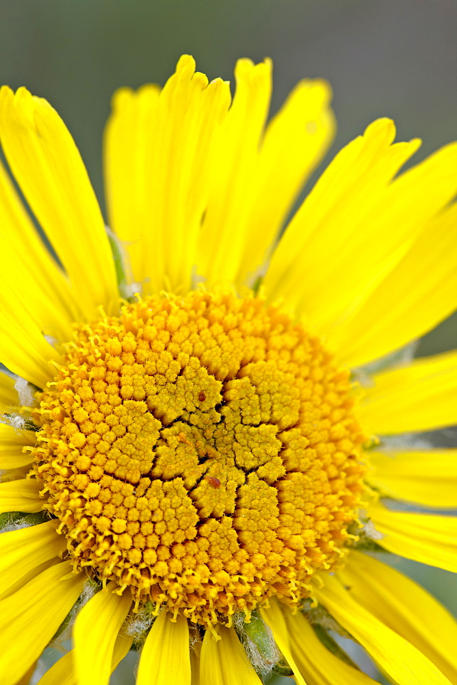 Old man of the mountain or Alpine sunflower (Hymenoxys grandiflora), Mount Evans, Colorado, United States of America, North America