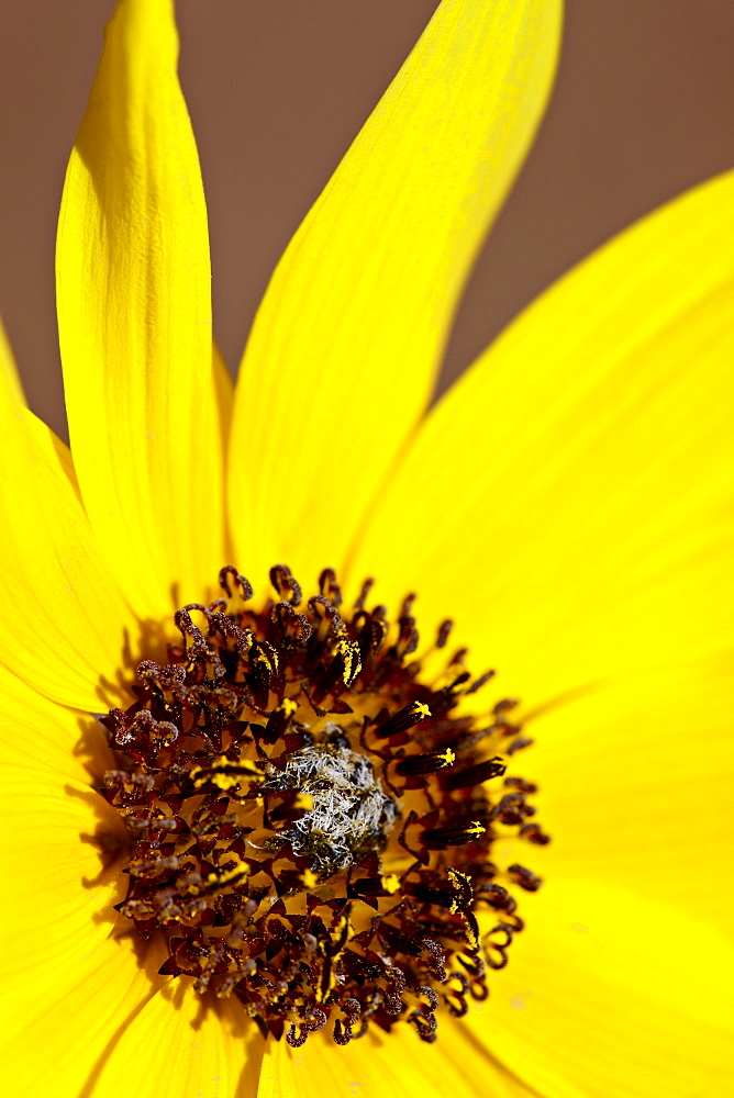 Prairie sunflower (Helianthus petiolaris), The Needles District, Canyonlands National Park, Utah, United States of America, North America