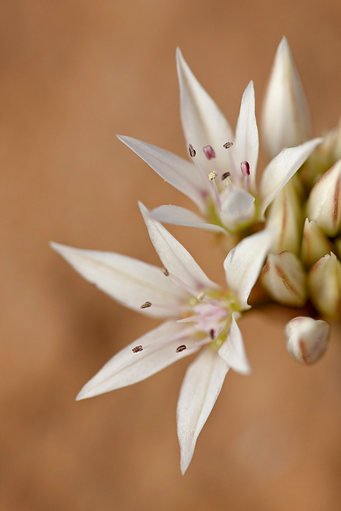 Prairie wild onion (Allium textile), Canyon Country, Utah, United States of America, North America