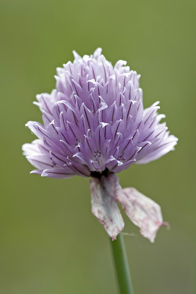 Wild Chives (Allium schoenoprasum), Glacier National Park, Montana, United States of America, North America