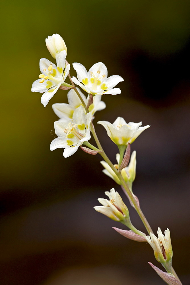 Mountain death camas (Elegant Deathcamas) (Alkali Grass) (Zigadenus elegans), Glacier National Park, Montana, United States of America, North America