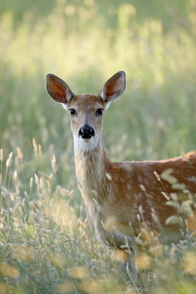 Whitetail deer (Odocoileus virginianus) doe, Devil's Tower National Monument, Wyoming, United States of America, North America