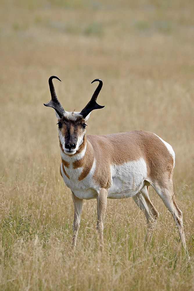 Pronghorn (Antilocapra americana) buck, Custer State Park, South Dakota, United States of America, North America