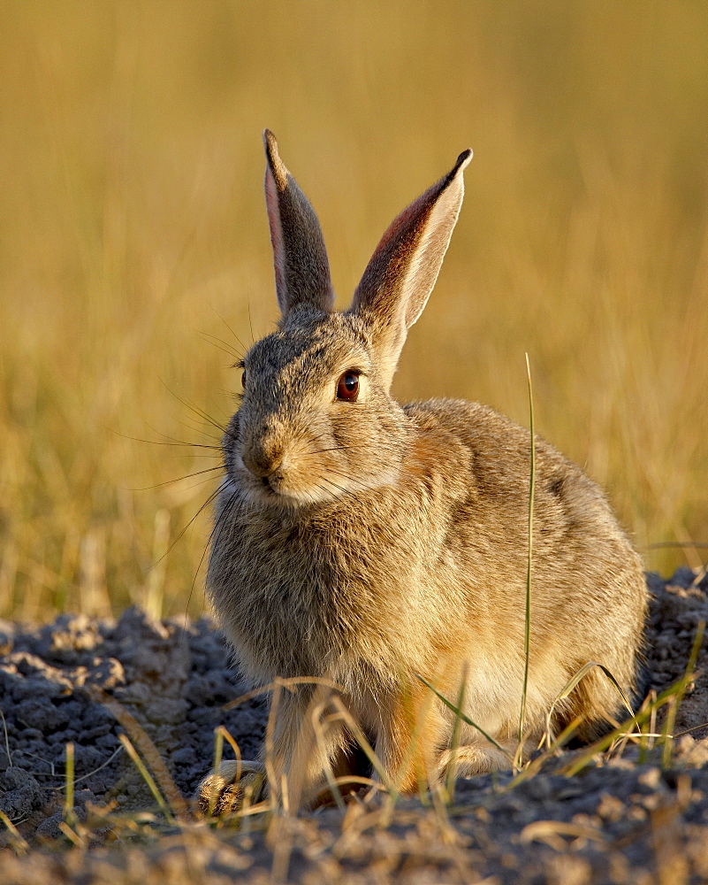 Desert cottontail (Sylvilagus auduboni), Wind Cave National Park, South Dakota, United States of America, North America