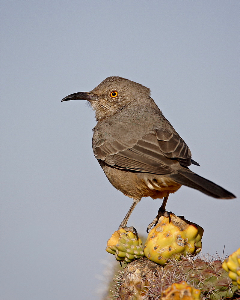 Curve-billed thrasher (Toxostoma curvirostre), Rockhound State Park, New Mexico, United States of America, North America