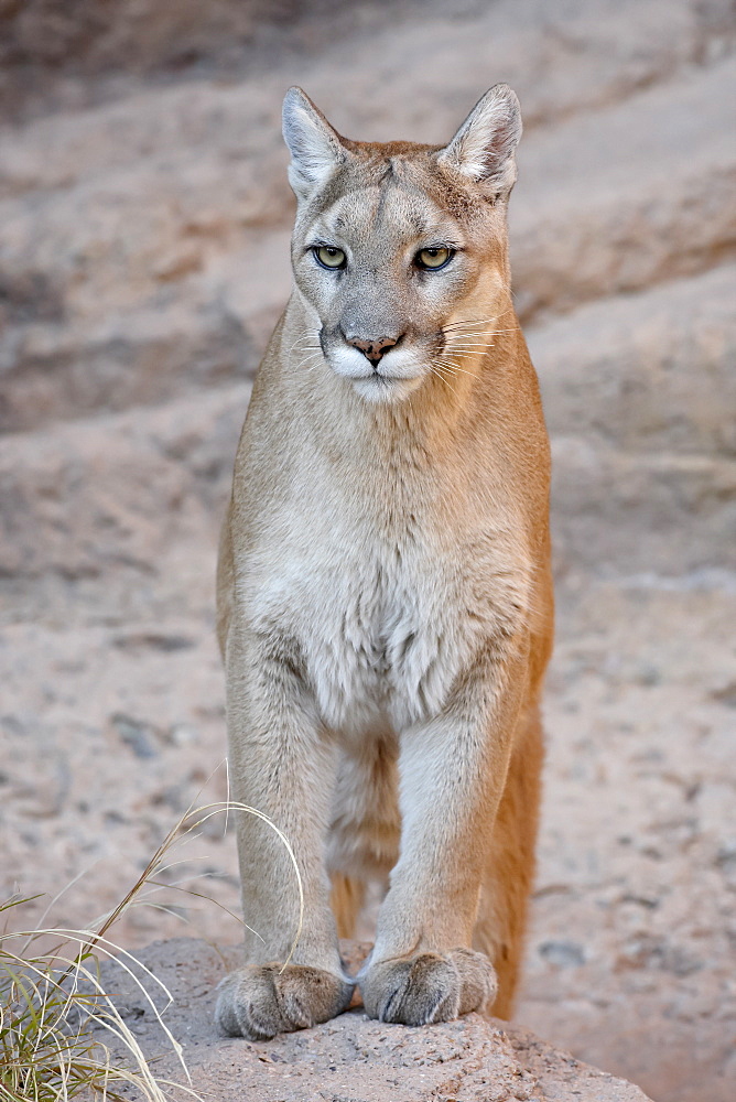 Mountain lion (cougar) (Felis concolor) in captivity, Arizona Sonora Desert Museum, Tucson, Arizona, United States of America, North America