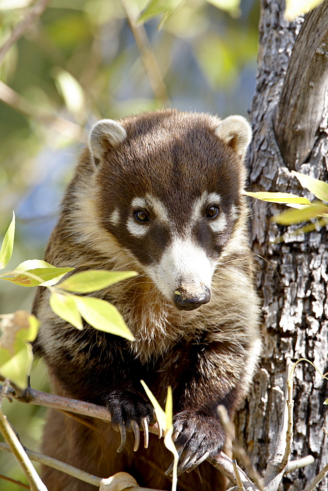 Coati (Nasua narica) in captivity, Arizona Sonora Desert Museum, Tucson, Arizona, United States of America, North America