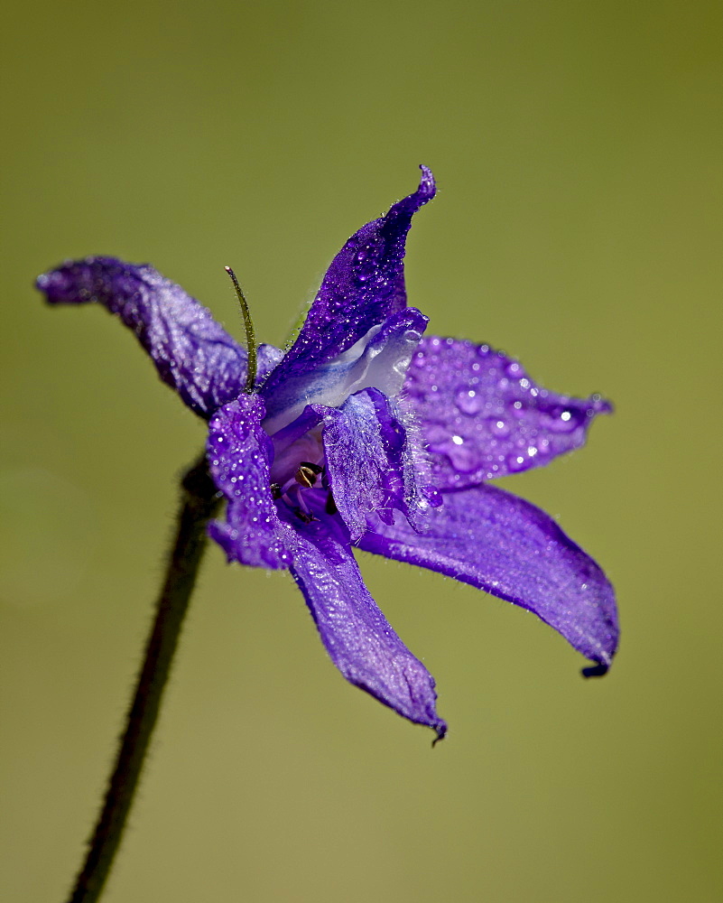 Barbey's Larkspur (Delphinium barbeyi), Cottonwood Pass, Collegiate Peaks Wilderness, Gunnison National Forest, Colorado, United States of America, North America