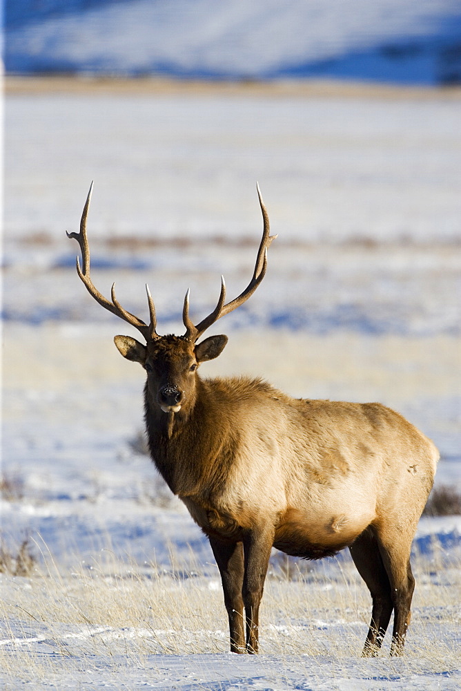 Bull elk (Cervus canadensis) in the snow, National Elk Refuge, Jackson, Wyoming, United States of America, North America