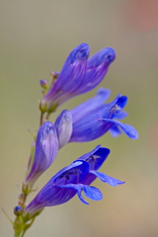 One sided penstemon (sidebells penstemon) (Penstemon secundiflorus), Gunnison National Forest, Colorado, United States of America, North America