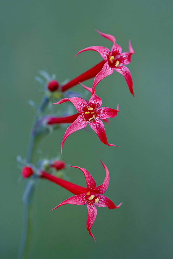 Scarlet Gilia (fairy trumpet) (scarlet skyrocket) (skunk flower) (Ipomopsis aggregeta) (Gilia aggregeta), Gunnison National Forest, Colorado, United States of America, North America