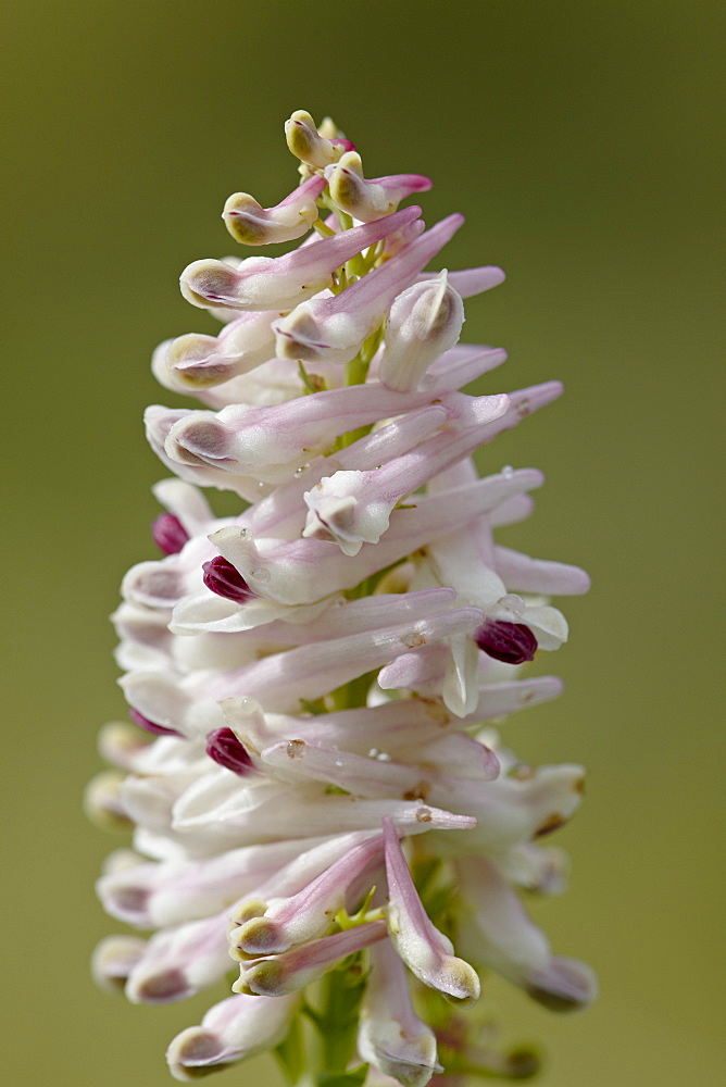 Case's fitweed (Corydalis caseana), Gunnison National Forest, Colorado, United States of America, North America