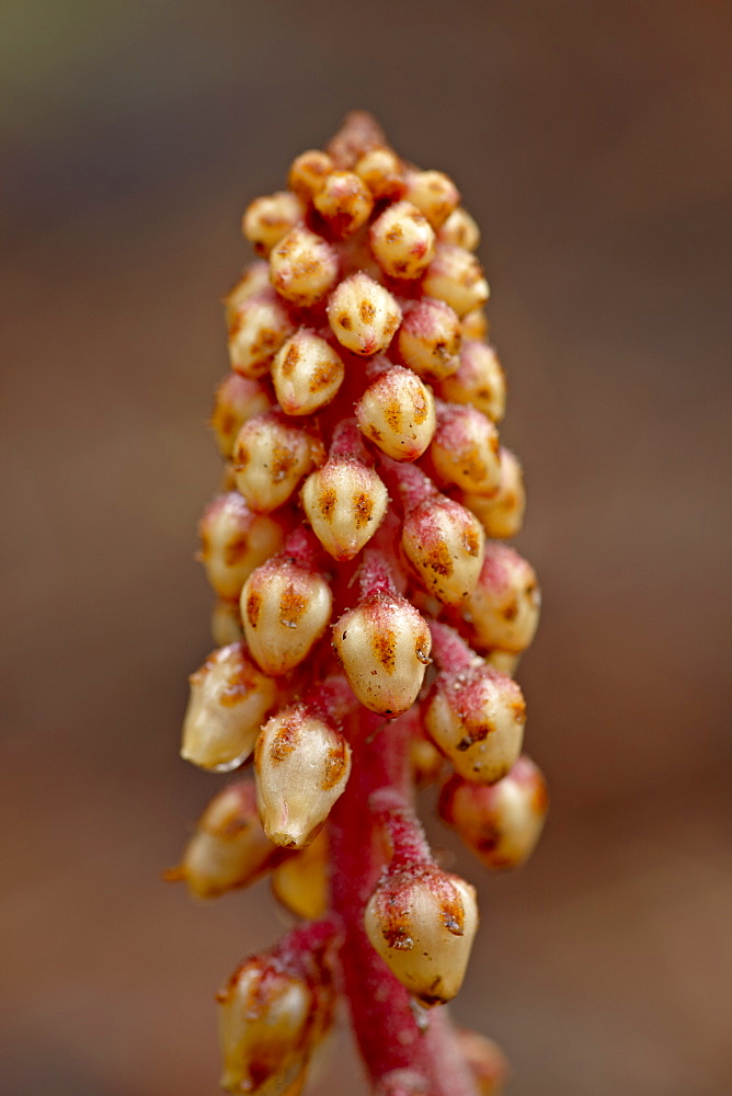 Pinedrops (Pterospora andromedea), Red Feather Lakes District, Roosevelt National Forest, Colorado, United States of America, North America