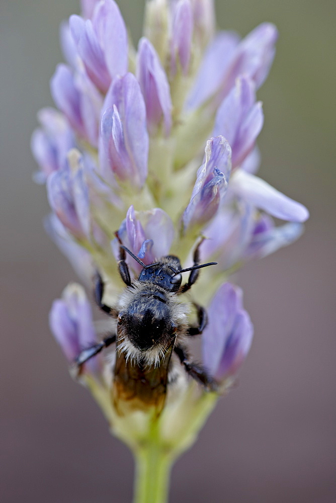 American bumble bee (Bombus pennsylvanicus) on standing milkvetch (standing milk-vetch) (Astragalus adsurgens), Red Feather Lakes District, Roosevelt National Forest, Colorado, United States of America, North America