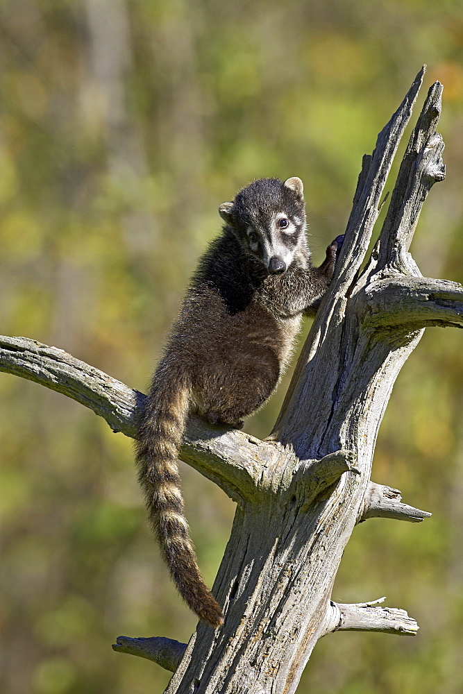 Captive coati (Nasua narica), Minnesota Wildlife Connection, Sandstone, Minnesota, United States of America, North America