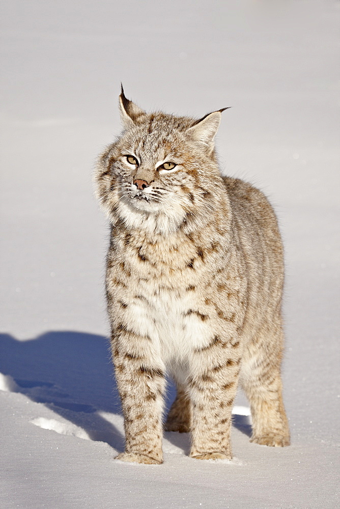 Bobcat (Lynx rufus) in the snow in captivity, near Bozeman, Montana, United States of America, North America