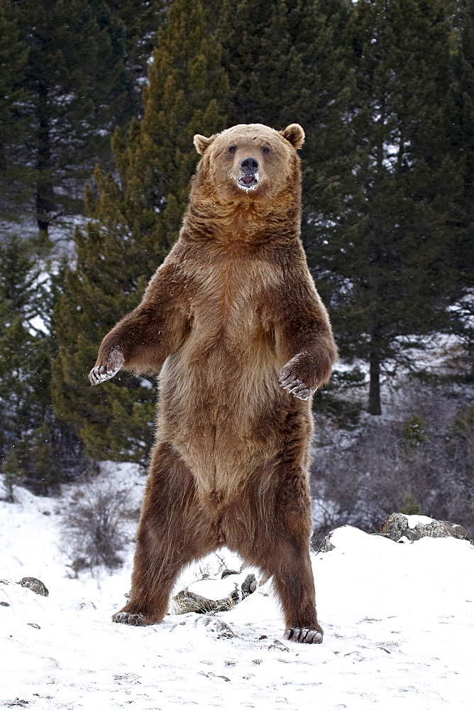 Grizzly bear (Ursus arctos horribilis) standing in the snow, near Bozeman, Montana, United States of America, North America