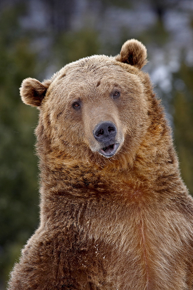 Grizzly bear (Ursus arctos horribilis) in captivity, near Bozeman, Montana, United States of America, North America