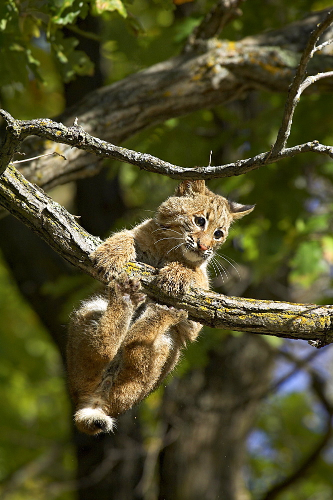 Young bobcat (Lynx rufus) hanging onto a branch, Minnesota Wildlife Connection, Sandstone, Minnesota, United States of America, North America