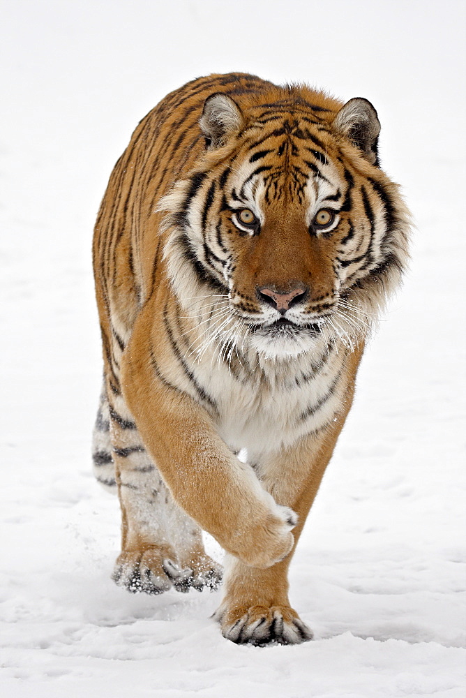 Captive Siberian Tiger (Panthera tigris altaica) in the snow, near Bozeman, Montana, United States of America, North America