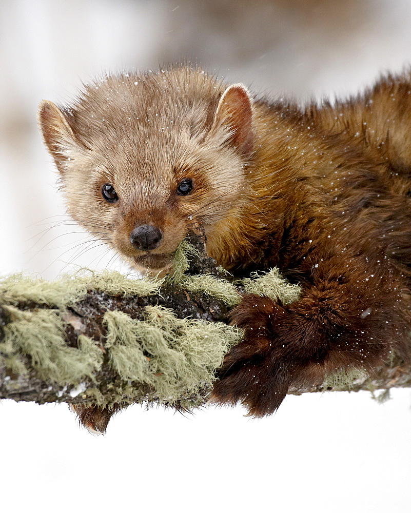 Captive fisher (Martes pennanti) in a tree in the snow, near Bozeman, Montana, United States of America, North America