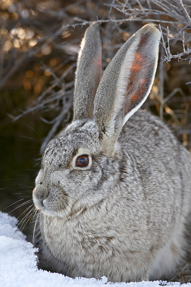 Blacktail Jackrabbit (Lepus californicus) in the snow, Antelope Island State Park, Utah, United States of America, North America