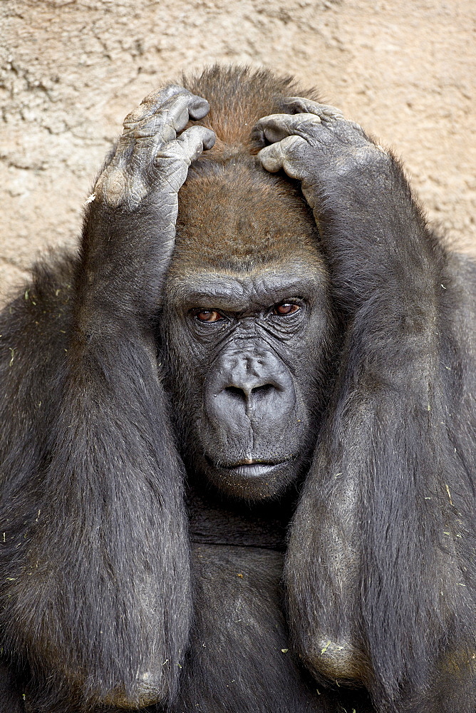 Western lowland gorilla (Gorilla gorilla gorilla) in captivity, Rio Grande Zoo, Albuquerque Biological Park, Albuquerque, New Mexico, United States of America, North America