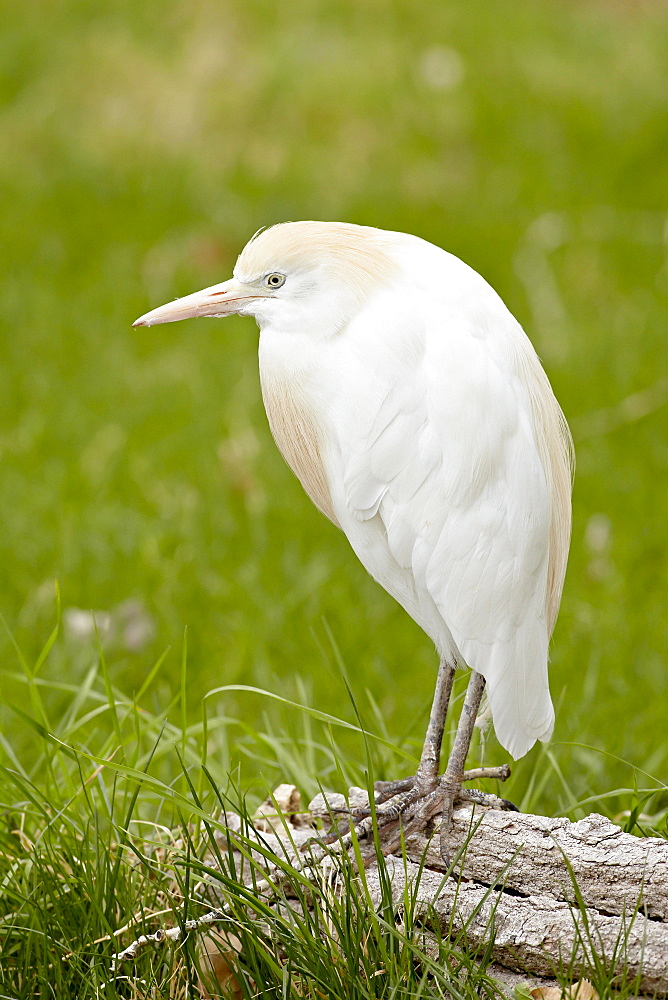 Cattle egret (Bubulcus ibis) in breeding plumage in captivity, Rio Grande Zoo, Albuquerque Biological Park, Albuquerque, New Mexico, United States of America, North America