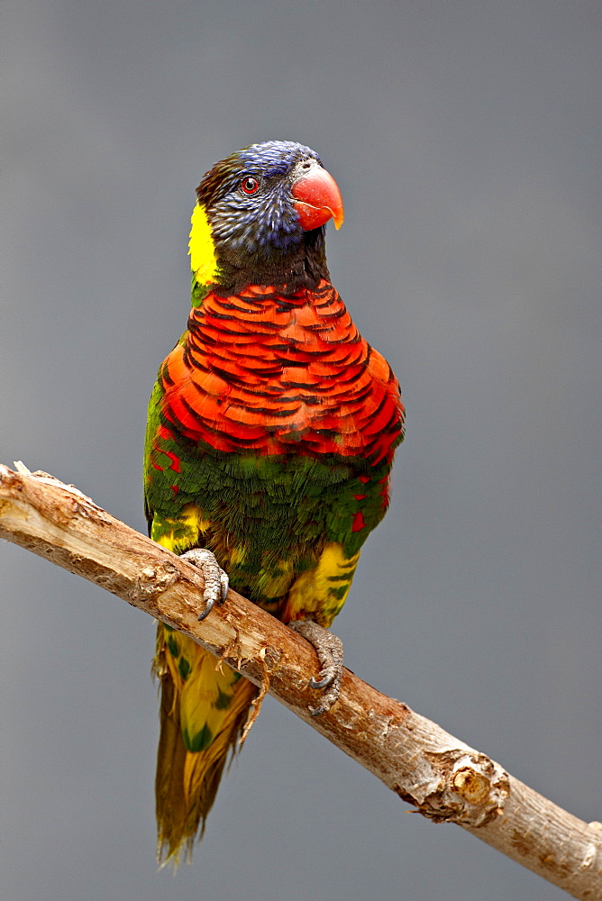 Rainbow lorikeet (Trichoglossus haematodus) in captivity, Rio Grande Zoo, Albuquerque Biological Park, Albuquerque, New Mexico, United States of America, North America