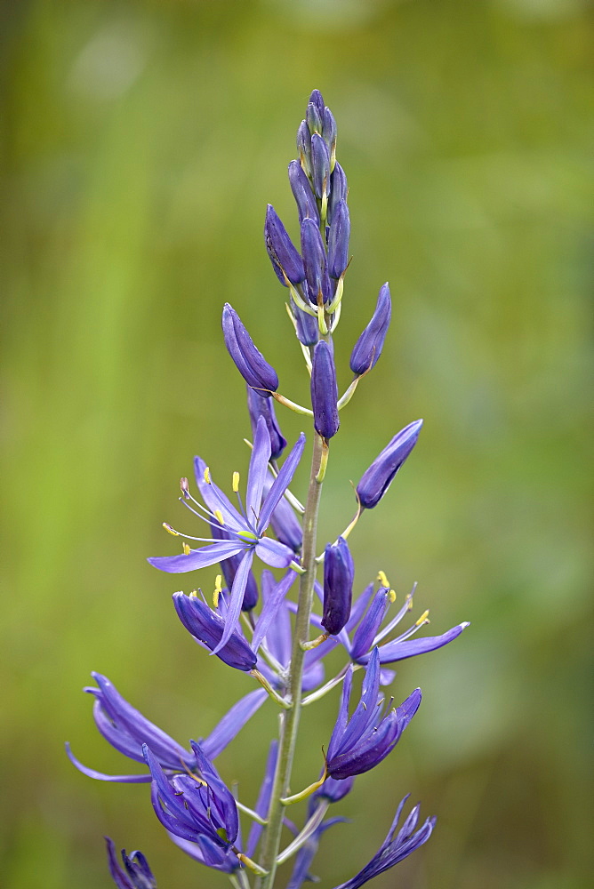 Common Camas (Camassia quamash), near Nanaimo, British Columbia, Canada, North America