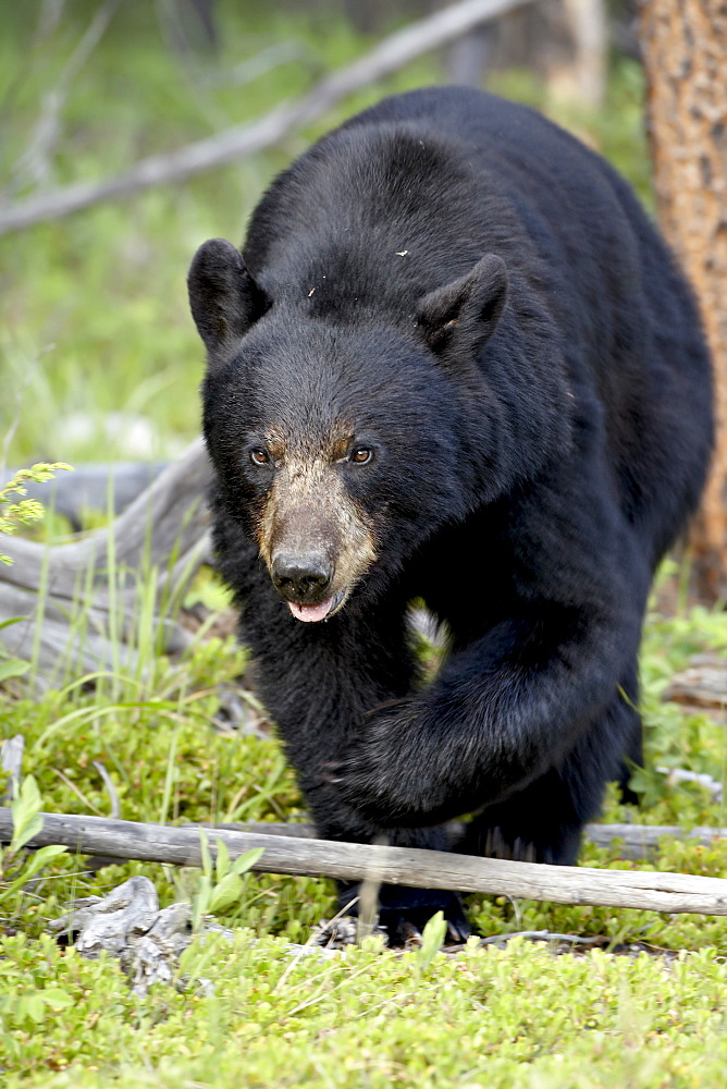 Black bear (Ursus americanus), Jasper National Park, Alberta, Canada, North America