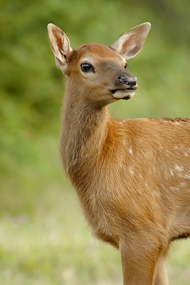 Elk (Cervus canadensis) calf, Jasper National Park, Alberta, Canada, North America