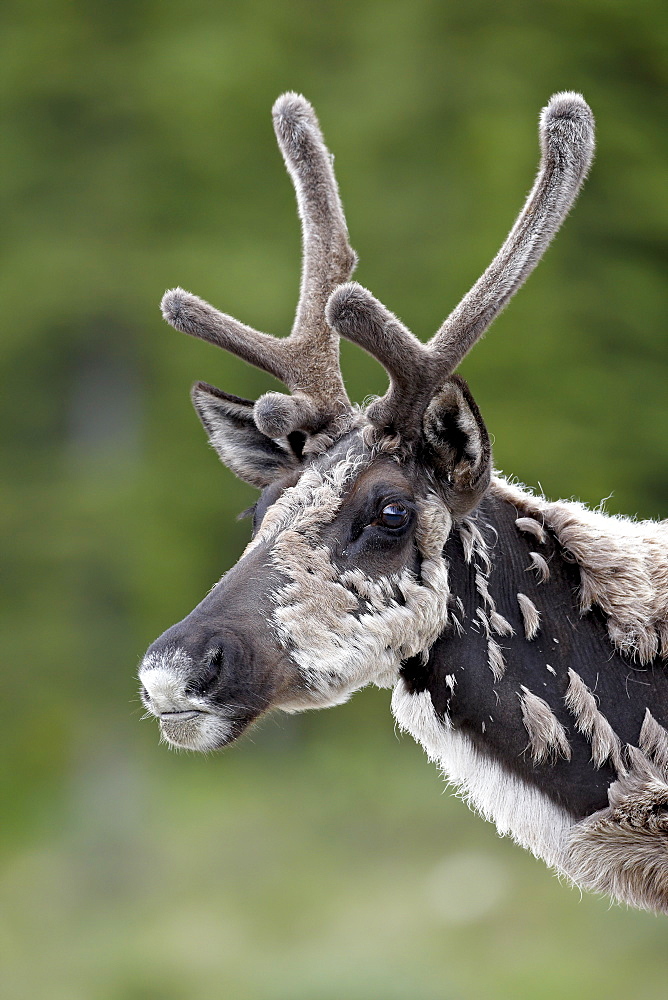 Woodland caribou (Rangifer caribou) buck in velvet and shedding, Alaska Highway, British Columbia, Canada, North America