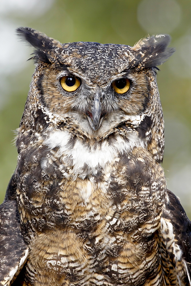 Great horned owl (Bubo virginianus) in captivity, Wasilla, Alaska, United States of America, North America