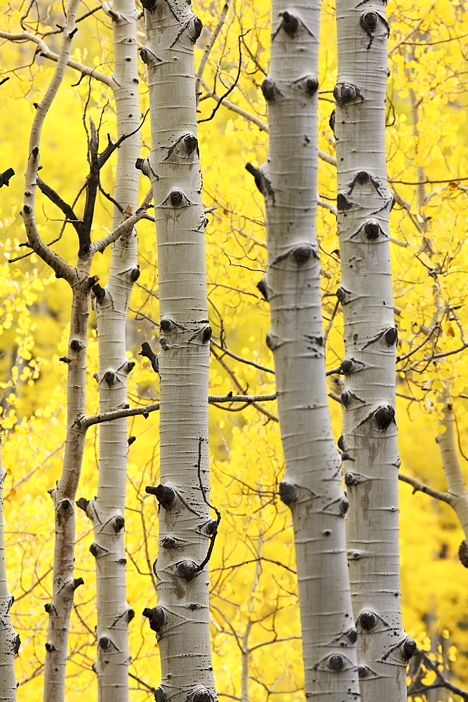 Aspen trunks and fall foliage, near Telluride, Colorado, United States of America, North America