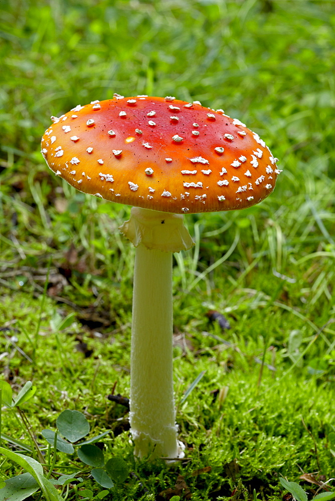 Fly agaric (fly amanita) (Amanita muscaria), Wasilla, Alaska, United States of America, North America