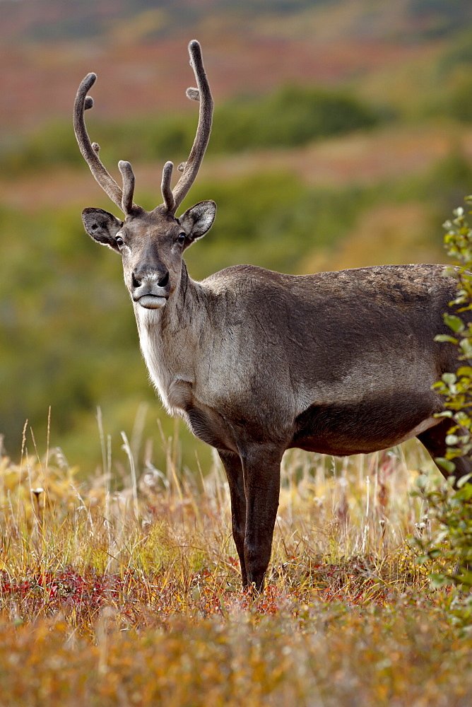 Porcupine caribou (Grant's caribou) (Rangifer tarandus granti) cow among fall colors, Denali National Park and Preserve, Alaska, United States of America, North America