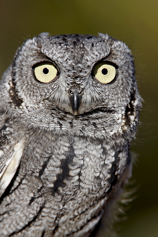 Western screech-owl (Megascops kennicottii) in captivity, Arizona Sonora Desert Museum, Tucson, Arizona, United States of America, North America