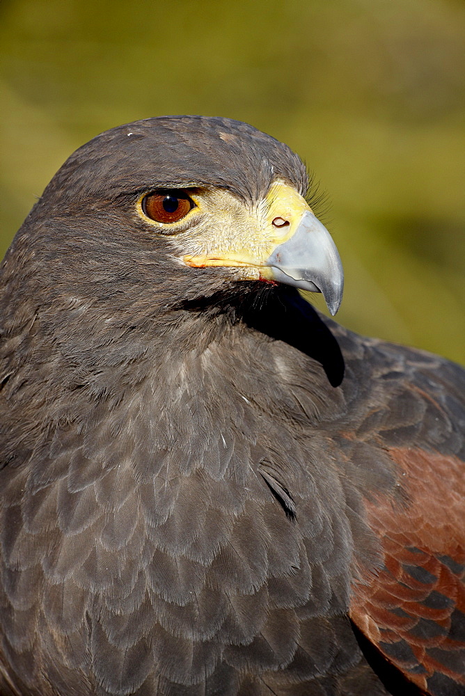 Harris's hawk (Parabuteo unicinctus) in captivity, Arizona Sonora Desert Museum, Tucson, Arizona, United States of America, North America