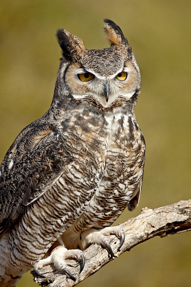 Great horned owl (Bubo virginianus) in captivity, Arizona Sonora Desert Museum, Tucson, Arizona, United States of America, North America