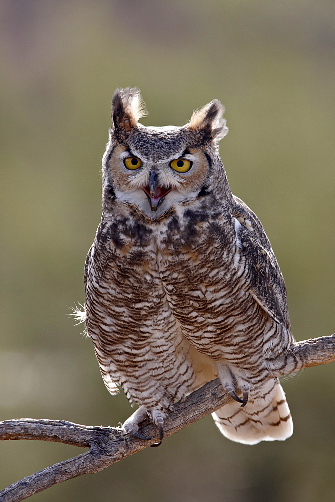 Great horned owl (Bubo virginianus) in captivity, Arizona Sonora Desert Museum, Tucson, Arizona, United States of America, North America