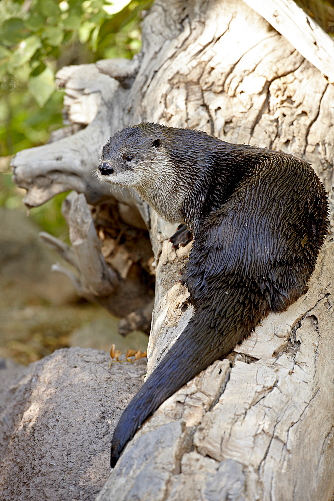 River otter (Lutra canadensis) in captivity, Arizona Sonora Desert Museum, Tucson, Arizona, United States of America. North America