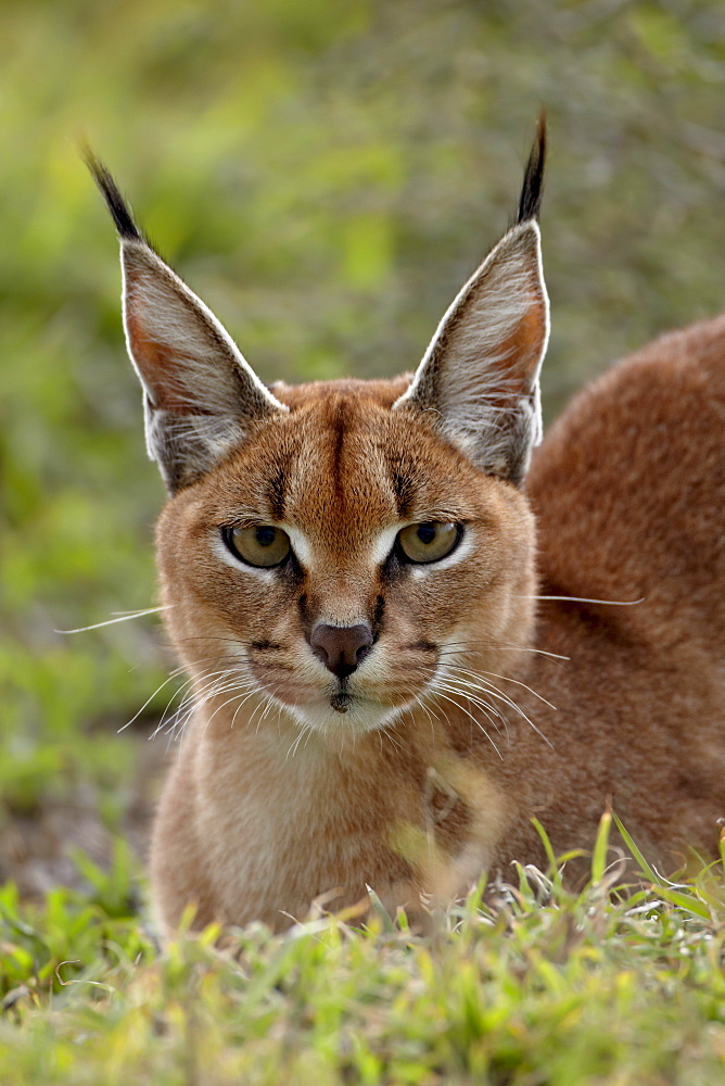 Caracal (Caracal caracal), Serengeti National Park, Tanzania, East Africa, Africa