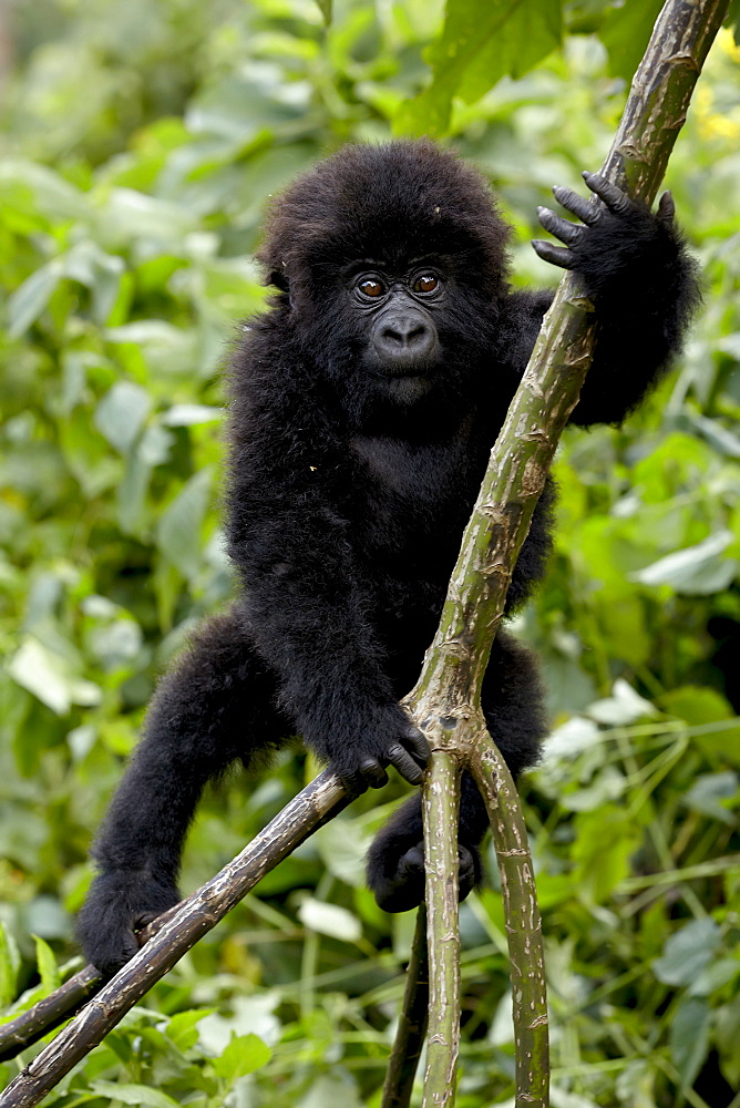 Infant mountain gorilla (Gorilla gorilla beringei) from the Kwitonda group climbing a vine, Volcanoes National Park, Rwanda, Africa