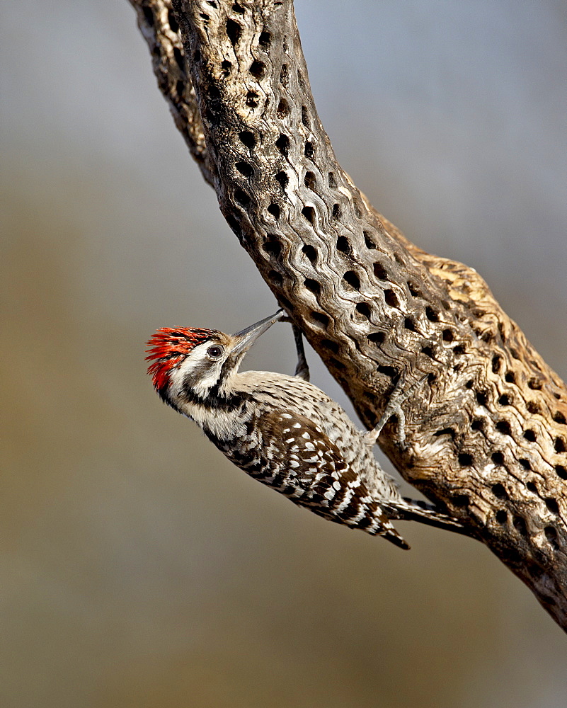 Male ladder-backed woodpecker (Picoides scalaris), The Pond, Amado, Arizona, United States of America, North America