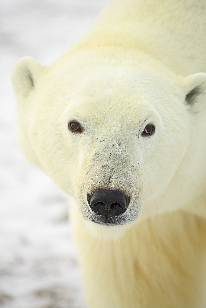 Polar bear (Thalarctos maritimus), Churchill, Manitoba, Canada, North America